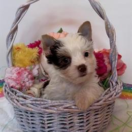 Female Yorkshire Terrier Puppy Available in Richmond, va