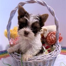 Beautiful male Yorkshire Terrier puppies in Richmond, va
