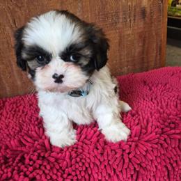 Teddy Bear Puppies Available for $799 in Ypsilanti, mi