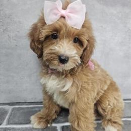 Cockapoo Puppy Ready for Rehoming in Brooklyn, ny