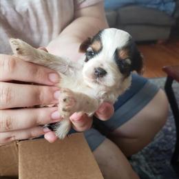 CKC Registered Yorkshire Terriers for Sale in Knoxville, tn