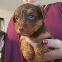 CKC Registered Yorkshire Terriers Available in Knoxville, tn