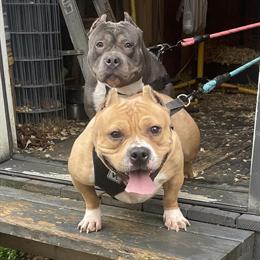 Female American Bully for Adoption in Baltimore, md