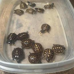 Eastern Box Turtles for Sale - Newborns and 1 to 3 Year Olds in Brooklyn, ny
