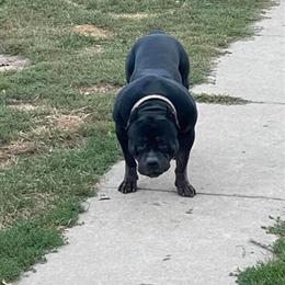 American Bully Female Pup for Sale in Dallas, tx