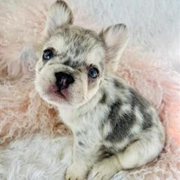 French Bulldog Minis for Adoption in Miami, fl