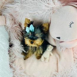 Yorkshire Terriers and Other Small Breed Puppies for Sale in Miami, fl