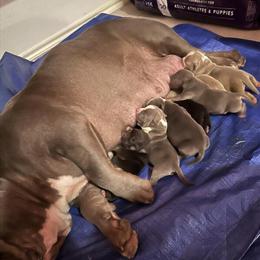 American Bully Puppies for Sale - ABKC Registered in San Antonio, tx