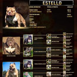 Bully Puppies for Sale - ABKC Registered in San Antonio, tx