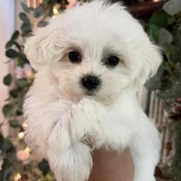Male Maltese Puppies Ready for New Homes in Rocky Mount, nc