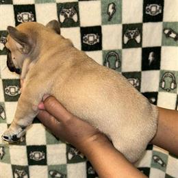 French Bulldog Puppies Available in Raleigh, nc