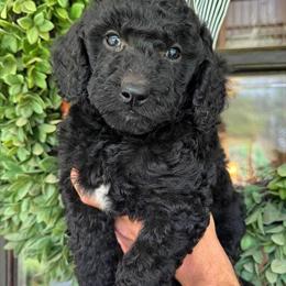 F1b Goldendoodles Available for Adoption in Rocky Mount, nc