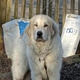 Great Pyrenees Puppies Available for Rehoming in Dearborn Heights, mi