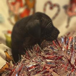 Great Dane puppies available, ready to go December 3rd in Scranton, pa