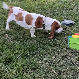 Basset Hound Puppy - AKC Female, 10 Months Old in Spring Hill, fl