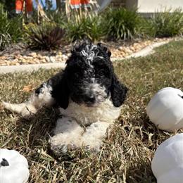 Goldendoodle Puppies Available - 8 Weeks Old in Spring Hill, fl