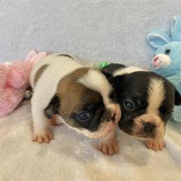 French Bulldog Fergie - Female, 8 Years Old, Ready for a New Home in Dysart, ia