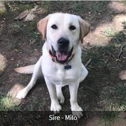 AKC Yellow Labrador Retriever Puppies Ready for Homes After December 22, 2025 in Marysville, oh