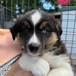 Australian Shepherd Puppies - Black Tri and Red Tri in Onalaska, wi