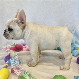 French Bulldog Female Hilda Available Now in Dysart, ia