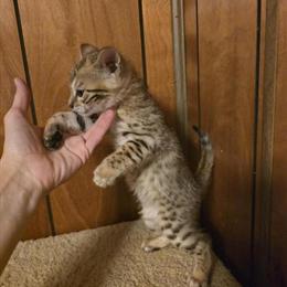 Bengal Kittens Available - TICA Registered in Westfield, ma