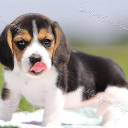 Beagle Puppies from Health Tested Parents with Champion Bloodlines in Joplin, mo