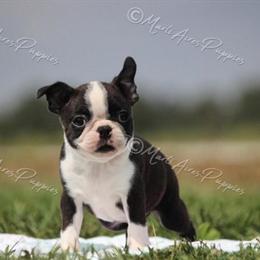 AKC Boston Terrier Puppies from Health Tested Parents in Joplin, mo