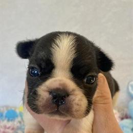 French Bulldog Female - Frankie Available for Adoption in Dysart, ia