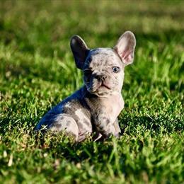 Mini French Bulldogs Available for Adoption in Miami, fl