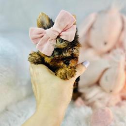 Yorkshire Terrier Puppies Available with Delivery Option in Miami, fl