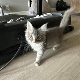 TICA Registered Maine Coon Kitten Ready for New Home in Carnesville, ga