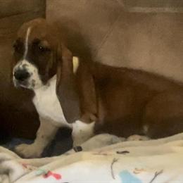 Female AKC Basset Hound Puppy Ready for Adoption in Carnesville, ga