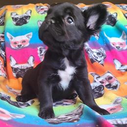 French Bulldogs Ready for New Homes or Trades in Columbia, mo