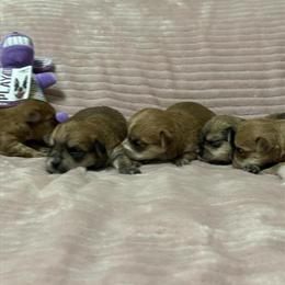 Yorkshire Terrier Puppies Available for Deposit in Benson, nc