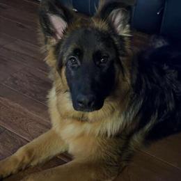 Full Breed German Shepherd Female Ready for a New Home in Crystal Lake, il