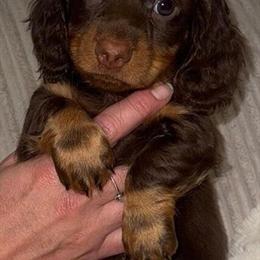 Long Haired Mini Dachshunds Available for Loving Homes in Jackson, oh