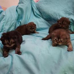 CFA Registered Black Smoke and Chocolate Persian Kittens Available in Cleveland, oh