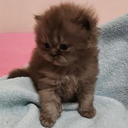 Chocolate Persian Male Kitten Available for Deposit in Cleveland, oh