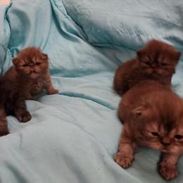 CFA Persian Kittens Available for Deposit in Cleveland, oh
