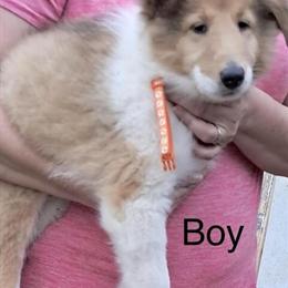 AKC Collie Puppies Ready for Their Forever Home in Chatsworth, ga