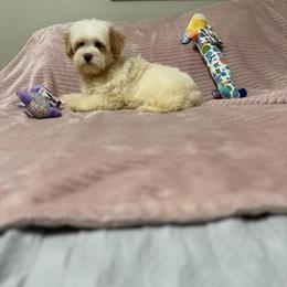 YorkiePoo Puppy Available Now in Benson, nc