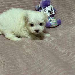 Morkie Puppies Available for Adoption in Benson, nc