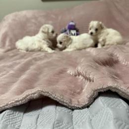 Maltipoo Puppies Available for Deposit in Benson, nc