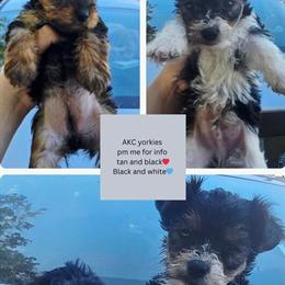 Yorkshire Terriers Available - AKC Registered in Mount Sterling, ky