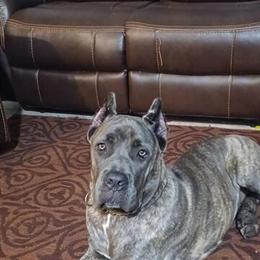 Cane Corso for Rehoming in Fort Myers, fl