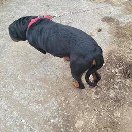 Female Rottweilers Available in Rochester, in