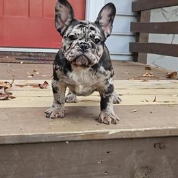 Merle Male Picasso - 3.5 Months Old in Lithonia, ga