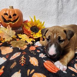 Female Bull Terrier Puppy Available in Grand Rapids, mi