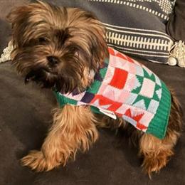 Yorkshire Terriers Looking for a Loving Home in Davison, mi