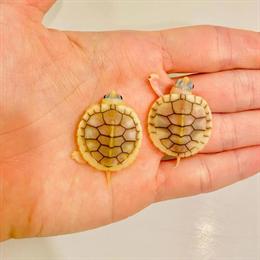 Baby Red Eared Slider Turtle in Caramel Pink in Cypress, tx